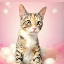 Thumbnail photo of Tabitha #4