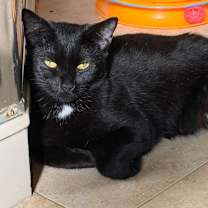 Thumbnail photo of Venus #1