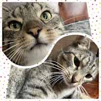 Thumbnail photo of Edy #4