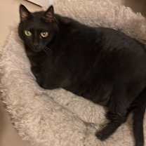 Thumbnail photo of Nikita #2