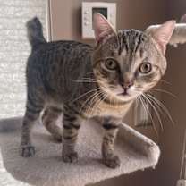 Thumbnail photo of Cappucino #4