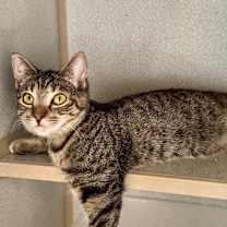 Thumbnail photo of Salsa #1