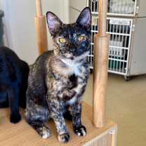 Thumbnail photo of Simona #1