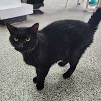 Thumbnail photo of Mystic #1