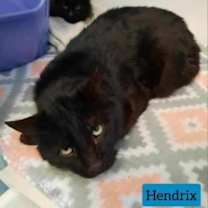 Thumbnail photo of Hendrix #2