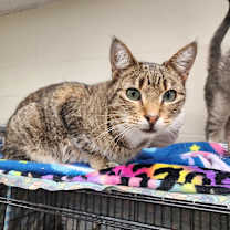 Thumbnail photo of Tink #1