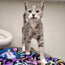 Thumbnail photo of Alvin #1