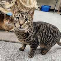 Thumbnail photo of Toronto #1