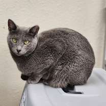 Thumbnail photo of Pepper #1
