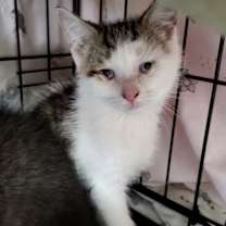 Thumbnail photo of Lacie #2