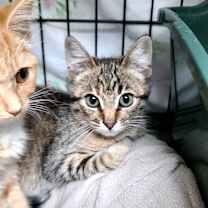 Thumbnail photo of Tink #3