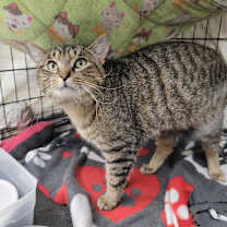 Thumbnail photo of Tanner #2