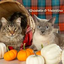 Thumbnail photo of Valentino #1