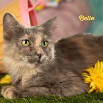 Thumbnail photo of Belle #1