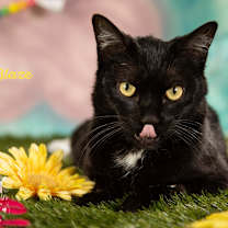 Thumbnail photo of Blaze #1