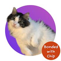 Thumbnail photo of Watson #1