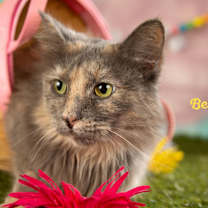 Thumbnail photo of Belle #2