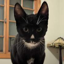 Thumbnail photo of Blackjack #2