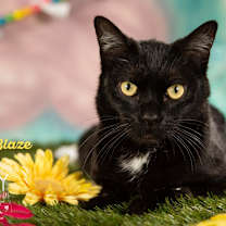 Thumbnail photo of Blaze #2