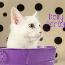 Thumbnail photo of Dolly Parton #2