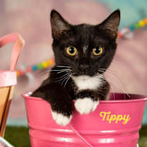 Thumbnail photo of Tippy #2