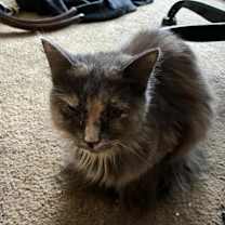 Thumbnail photo of Belle #3