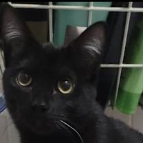 Thumbnail photo of Blaze #3