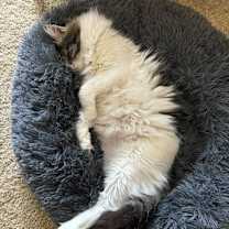 Thumbnail photo of Watson #3