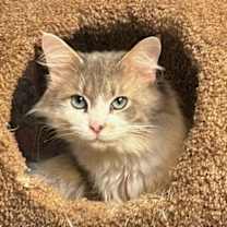 Thumbnail photo of Angel #1