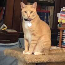 Thumbnail photo of PUMPKIN #1