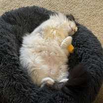 Thumbnail photo of Watson #4