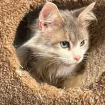 Thumbnail photo of Angel #2