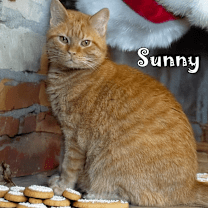 Thumbnail photo of Sunny (FeLV+) #1