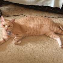 Thumbnail photo of PUMPKIN #2