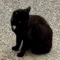 Thumbnail photo of Sugar #3