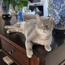 Thumbnail photo of Ozzie - handsome tabby with huge eyes #2