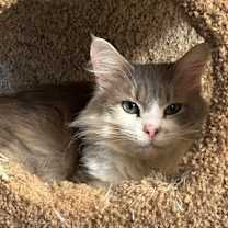 Thumbnail photo of Angel #3