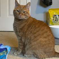 Thumbnail photo of Sunny (FeLV+) #2
