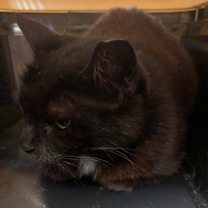 Thumbnail photo of Sugar #4