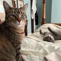 Thumbnail photo of Ozzie - handsome tabby with huge eyes #3
