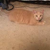 Thumbnail photo of PUMPKIN #4