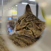 Thumbnail photo of Ozzie - handsome tabby with huge eyes #4