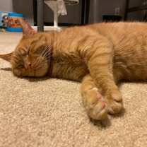 Thumbnail photo of Sunny (FeLV+) #4