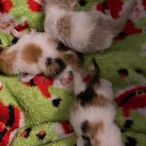 Thumbnail photo of Frieze #4