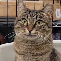 Thumbnail photo of Posh Spice #1