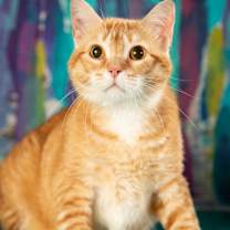 Thumbnail photo of Gabriel #2