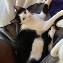 Thumbnail photo of Isaac #1