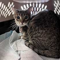 Thumbnail photo of Roxy #1