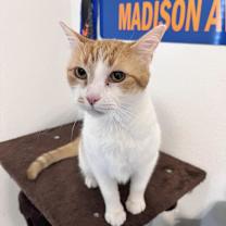 Thumbnail photo of Nala #2