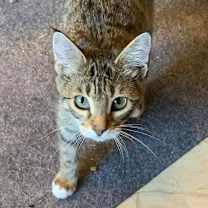 Thumbnail photo of Roxy #2